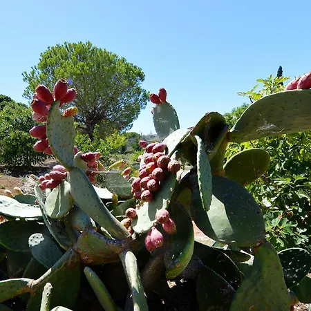 Carola Bed and breakfast Gallipoli