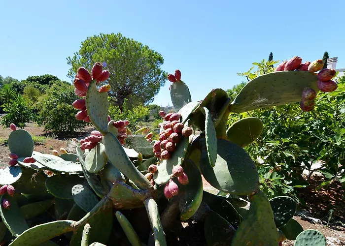 Carola Couette-café Gallipoli